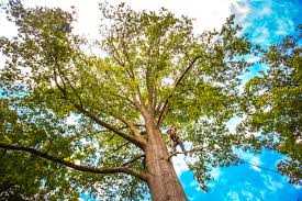 How Our Tree Care Process Works  in  Granby, MO