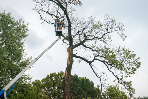 Leaf Removal in Granby, MO